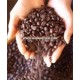 Arabica roasted coffee beans from Vietnam