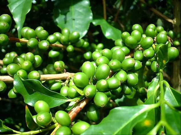 Green Coffee Bean Extract for Lose Weight